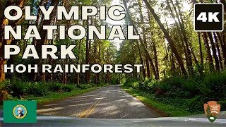 Olympic National Park 4K drive (Hoh Rain Forest) - Washington