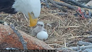 Big Bear Bald Eagle Live Nest Cam - Day old Eaglet feeding with close-up.