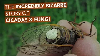 The Incredibly Bizarre Story Of Cicadas & Fungi