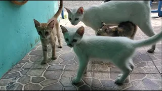 Mother cat and her kittens are meowing for food. They are so hungry.