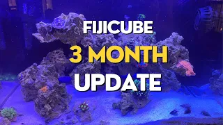 Fiji Cube AIO Nano Reef Update