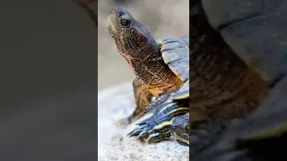 Este actor aún conserva a sus mascotas con más de 40 año 🤯🐢#Shorts