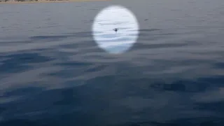 Un homme filme un animal sur son bateau. Il se rend alors compte que quelque chose ne va pas