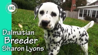 Dalmatian Breeder Sharon Lyons