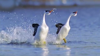 MOST BEAUTIFUL WALTZ EVER - Waltz of Love by Ernesto Cortazar