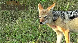 WildEarth - Sunrise Safari - 1 April 2020