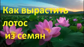 Как вырастить лотос из семян. Все уроки