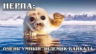 BAIKAL SEAL: How did a rogue seal end up on lake Baikal?