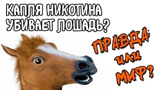 Капля никотина убивает лошадь? Как никотин влияет на организм?