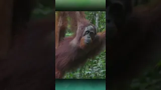 Orangutan Reaction To Robot | Part-1