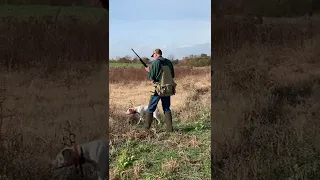 quail hunting with a 28 gauge