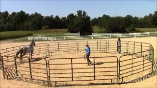 Monty Roberts works with Two Punch Willy