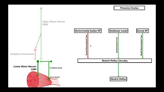 Mechanisms of Spasticity and Baclofen [Macroscopic view ONLY]