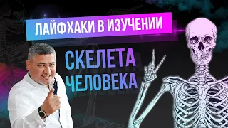 Лайфхаки в изучении скелета человека