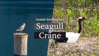 Seagull and Crane [Animal Documentary]