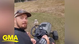 Kookaburra hops onto man’s lawnmower to pose for an epic selfie l GMA
