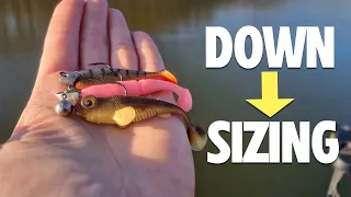 Petits leurres : GROS poissons ??? Le "downsizing" dans la pêche des carnassiers !