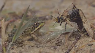 Frogs try to eat a honey bee / As rãs tentam comer uma abelha / Frösche wollen eine Biene fressen