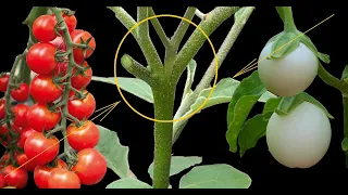 Tomato Grafting On Eggplant At Home Clip