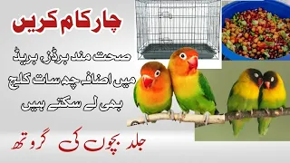 Lovebirds Breeding Tips and Complete information| How to Breed Lovebirds |