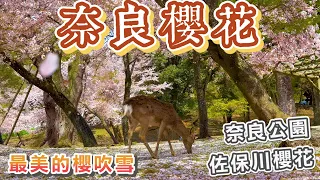 奈良櫻花景點分享 I 「奈良公園」 - 可以拍攝到小鹿🦌與奈良八重櫻🌸的合影、染井吉野櫻盛開、最美的櫻吹雪 I 「佐保川櫻花」 - 河岸延綿數公里的櫻花隧道、只有奈良當地人賞櫻的秘境