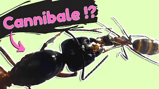 Cette reine est cannibale ?! Camponotus ligniperda (18 mois de développement)