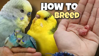 How to Breed Budgies 🐣 8 Tips for Successful Breeding