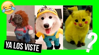 ▷🏅【Top 7 DISFRACES de halloween 🎃 para PERROS y GATOS 2022】|【Disfraces de halloween para MASCOTAS】