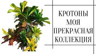 🪴КРОТОНЫ МОЯ ПРЕКРАСНАЯ КОЛЛЕКЦИЯ/ОБЗОР КОДИЕУМОВ- КРОТОНОВ#кротон#myindoorplants#croton