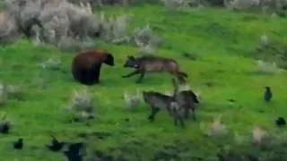 Yellowstone Wolves Chase Bear Up Tree