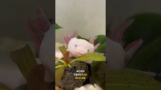 Получит ли аксолотль ожог от прикосновений? Отвечаю на вопросы❤️ #аксолотль #axolotl