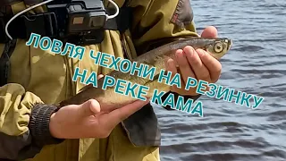 Ловля чехони на реке Кама