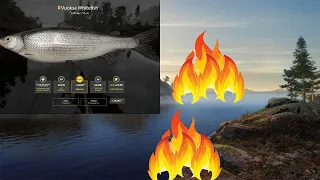 Vuoksa Whitefish Trophy spot + Setup,Ladoga Lake; Russian fishing 4~ Rf4