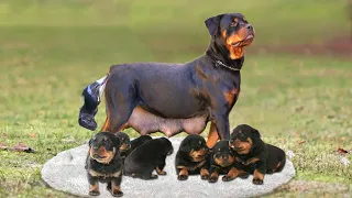 How Rottweiler Dog Gives Birth To 10 Cute Puppies