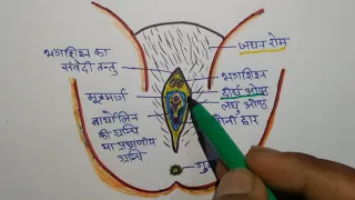 HUMAN : EXTERNAL GENITILIA OF FEMALE ( मानव : मादा का बाह्य जननांग ) By- Kamlesh sir