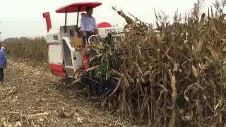 cosecha de maiz con Agriunion