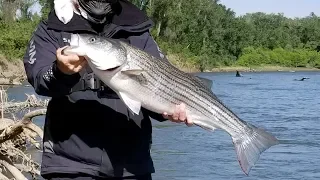 Big Stripers on the California Delta