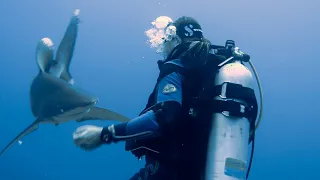 Face to face with the Longimanus shark at Elphinstone Reef Egypt 3rd perspective