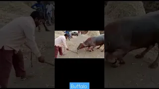 Nice Buffalo fight #shorts#funny#buffalo#fight#fight#animal