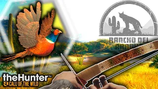 First Ever Recurve Bow Diamond Pheasant on Rancho Del Aroyyo! | theHunter Call of the Wild