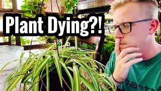 My Spider Plant is Dying? What Do I Do?