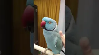 Смотри как СМЕЁТСЯ ПОПУГАЙЧИК😆🐦 РЖУ НЕ МОГУ😂ожереловый попугай Микки#топотусенькость #шкодюсенькость