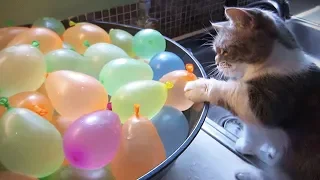 Funny Cats  - Cats vs  Balloons -  Reverse video