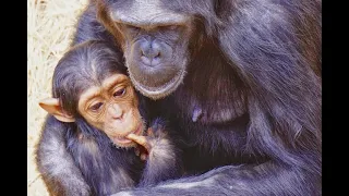 Chimpanzee Sanctuary