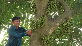 Harvesting figs, how to make food from figs. Robert | Green forest life (ep290)