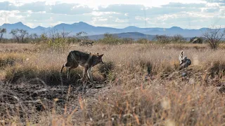 Sixteen Coyotes in One Day and The Best Coyote Hunt Captured on Film | The Last Stand S2:E6