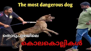 fila brasileiro ലോകത്തിലെ ഏറ്റവും അപകടകാരികൾ.The most dangerous dog..part 1..Leash Talks