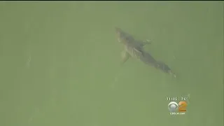 Several Great White Sharks Spotted Hanging Out In Long Beach Waters