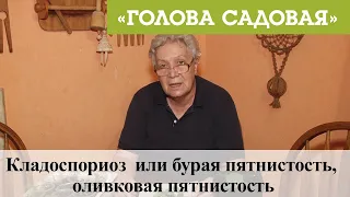 Голова садовая - Кладоспориоз  или бурая пятнистость, оливковая пятнистость