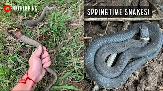 Georgia Snakes: Springtime Herping in Central Georgia and Metro Atlanta (Ringneck Infestation.....)